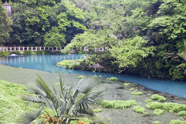 The blue river flows between thickets from palm trees and tropical trees
