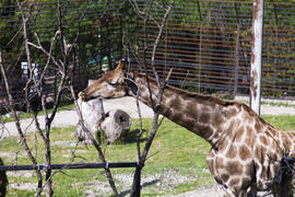 The giraffe in a zoo rejoices to new visitors