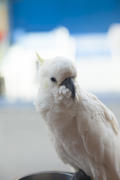 The big white parrot sits on a pole and sadly looks at people