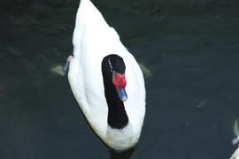 Swans in a pond float and look for a forage