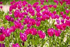 The sea of tulips under a bright sun pleases people