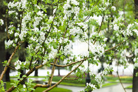 The blossoming apple-tree in cloudy day lightens mood