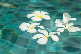 Beautiful tropical flowers swim in the pool with blue water
