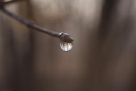 The drop after the settled fog reflects the surrounding wood in a branch