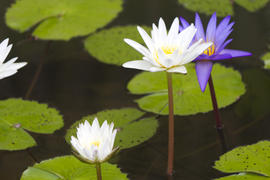 Water-lilies in a pond blossom in the different flowers on pleasure to people