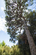 The southern pine against the blue sky in the sunny day