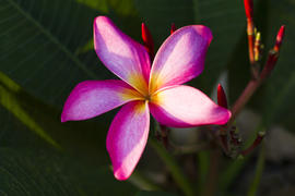 Beautiful tropical flowers blossom on pleasure to all people