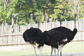 Ostriches in a zoo stand and look, more do nothing