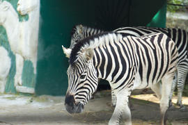 The zebra in a zoo very much wants to eat