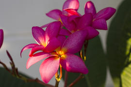 Beautiful tropical flowers blossom on pleasure to all people