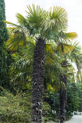 Palm trees grow in park on pleasure to people at the southern sea