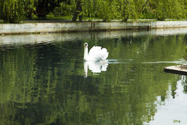 Swans in a pond float in search of food and rejoice to heat