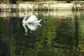Swans in a pond float in search of food and rejoice to heat