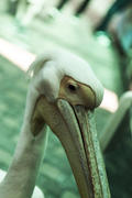 The pelican looks a furtive look at people
