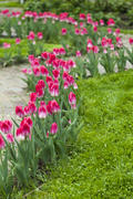 Tulips blossom on a bed in any weather and please people with beauty