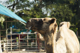 The camel in a zoo looks down on people and wants to spit