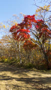 Autumn forest basking in the last warm autumn sunshine