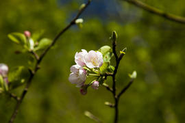 The blossoming apple-tree pleases people in the flowers and future apples