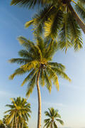Palm trees grow on pleasure to the people having a rest and bathing ashore
