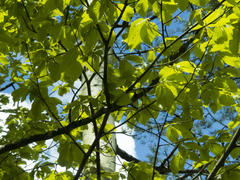 Green leaves in a sunny day against the blue sky