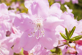 Beautiful spring flowers are pleasing to the eye beauty and tenderness
