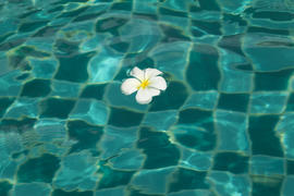 Beautiful tropical flowers swim in the pool with blue water