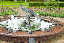 The beautiful fountain in an environment of the blossoming tulips