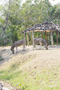Zebras in a zoo peacefully nibble a grass on a clearing
