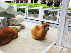 Lamas in a zoo lie and sadly look at visitors                               