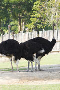 Ostriches in a zoo stand and look, more do nothing