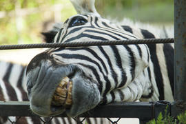 The zebra in a zoo very much wants to eat