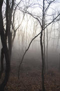Fog in the wood surrounds naked trees in the early spring