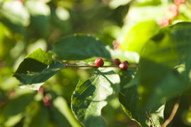 Autumn berries ripen in the autumn sun rays miserly