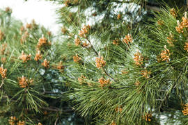 The southern pine started raising the small cones in the spring