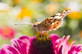 The butterfly on a flower collecting nectar on a bright sunny day