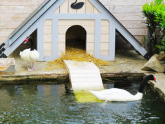 Swans in a pond float in search of food              