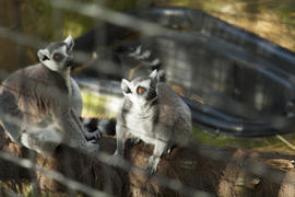 Lemurs in a cage look at people round eyes
