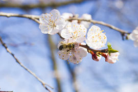 The bee on a fruit tree collects nectar and pollinates flowers