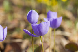 The first spring flowers are pleasing to the eye in the spring wood