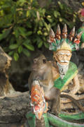 Monkeys in the Buddhist temple meet visitors and parishioners