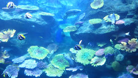 Fishes in an aquarium float in search of a forage      