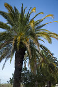 Palm trees grow in park on a bright sun of the South