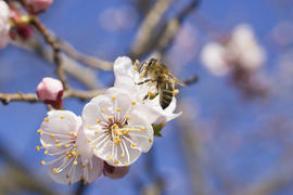 The bee on a fruit tree collects nectar and pollinates flowers
