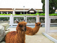  Lamas in a zoo lie and sadly look at visitors         