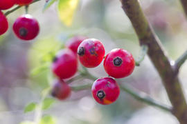 Autumn berries grow in the joy of the people in the bright light of the sun