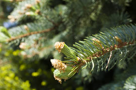 Young escapes on a fir-tree were dismissed under the bright spring sun