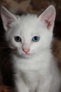 Белый котенок с голубыми глазами 