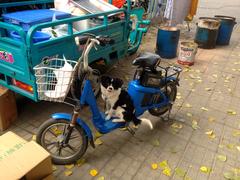 Собака на скутере в Пекине, высовывает язык