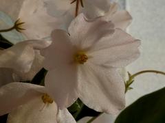 Воздушный цветок белой фиалки 