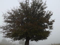 Дерево в тумане, утром